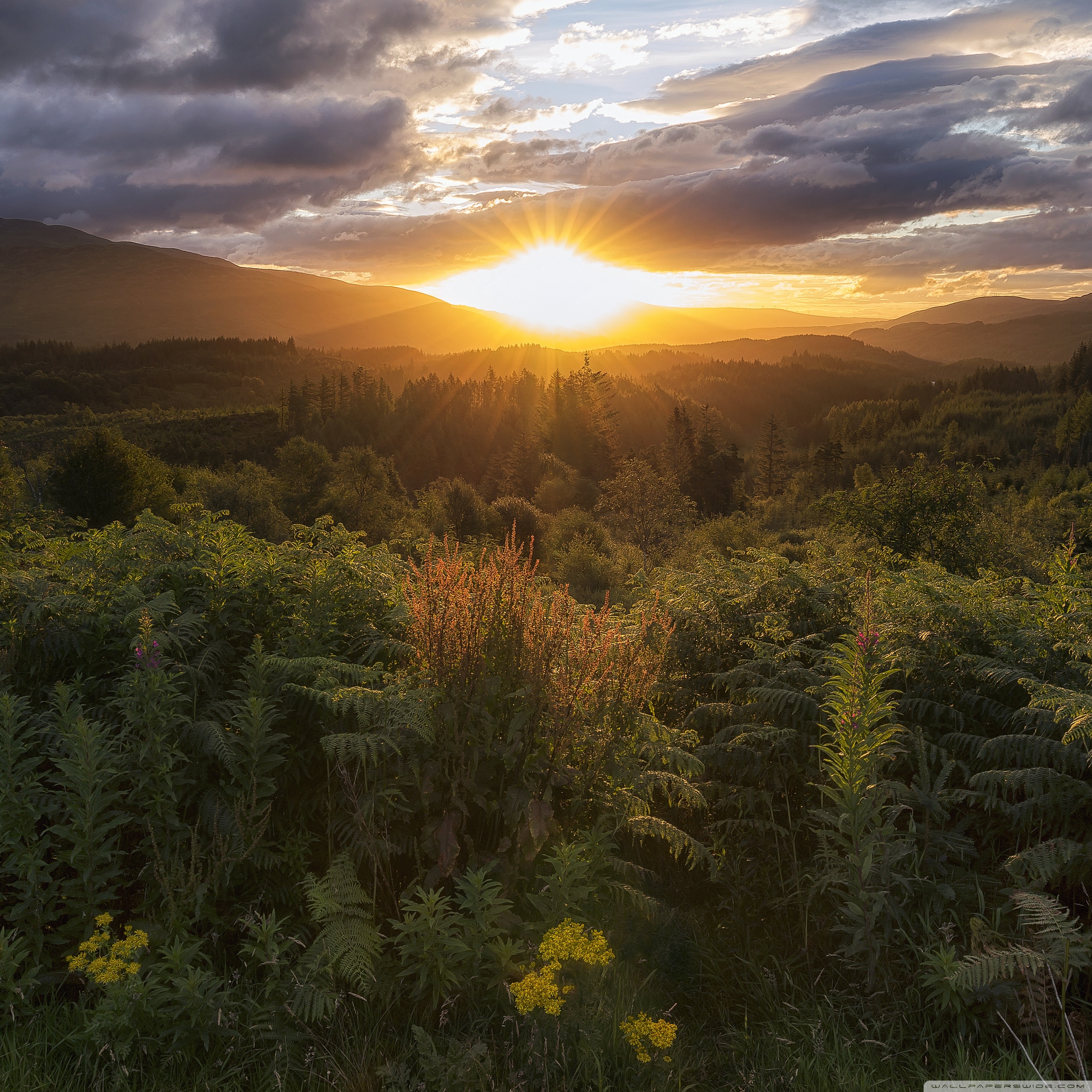 Forest Scotland Nature HD Background Wallpaperscraft - HD Wallpapers Backgrounds Images